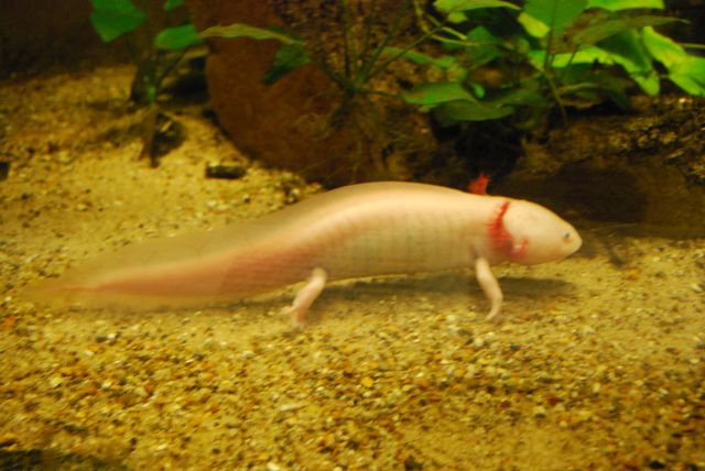 Artis 044.jpg